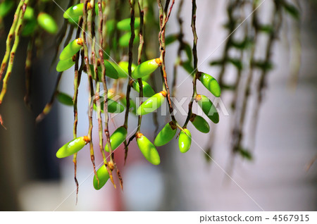 coconut, tree, wood 4567915