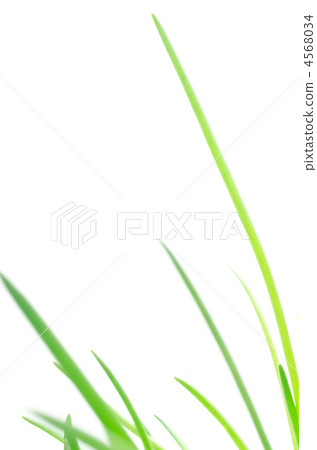 Asazuki的綠葉 Asazuki的綠葉 4568034