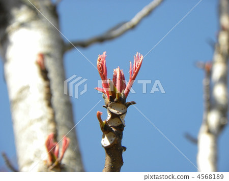 Chinchin leaf traces and red new leaves with a large number of Juan 4568189