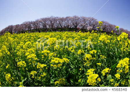 gongen slope sakurazutsumi, field of rapeseed, april 4568340