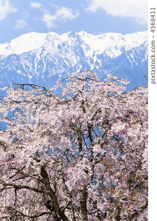 树枝低垂的樱花树 南阿尔卑斯山 雪山