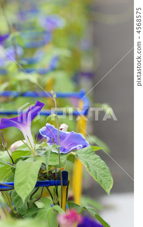 學校牽牛花 4568575