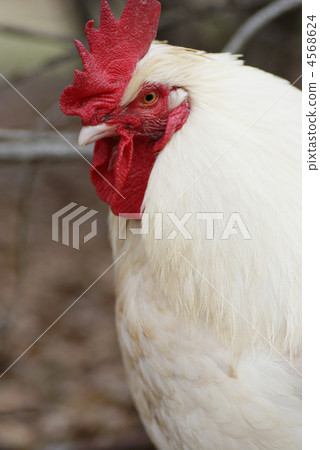 Chicken Chicken 4568624