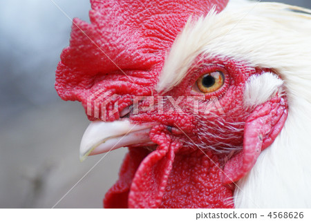 Chicken Chicken 4568626