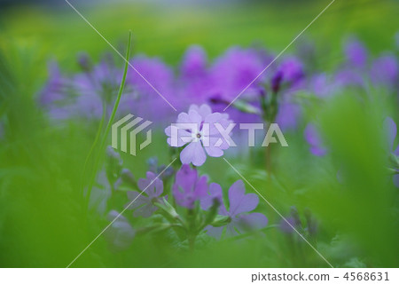 Primrose Primrose 4568631