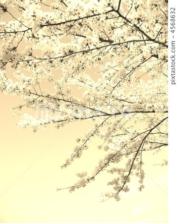 Sepia color. . . Sepia color. . . 4568632