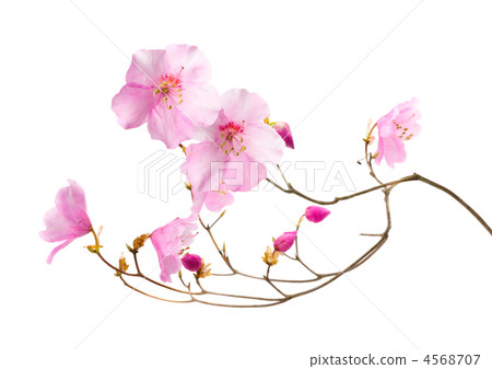 Akashiyoshio Akashiyoshio 4568707