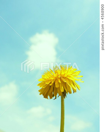 蒲公英和藍天 蒲公英和藍天 4568900