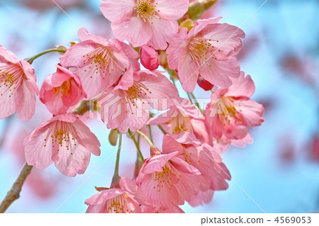 Yokohama Scarlet Cherry 4569053