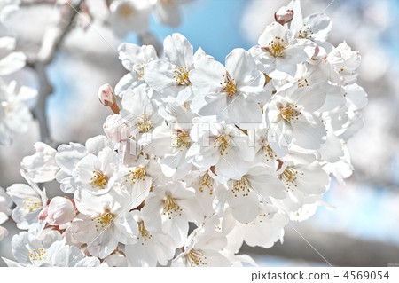 Iyoshino (White) Iyoshino (White) 4569054