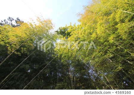  Bamboo grove 4569160