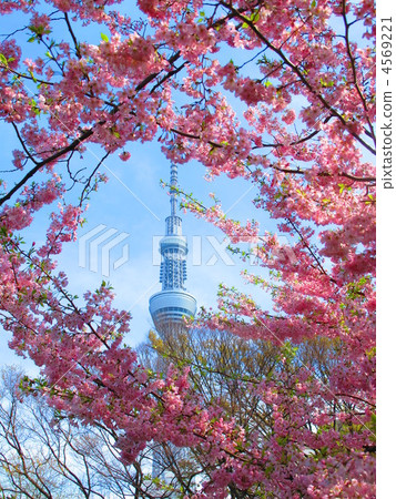 東京天空樹和櫻花 4569221