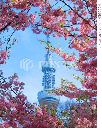 天空樹和櫻桃樹 天空樹和櫻桃樹 4569224