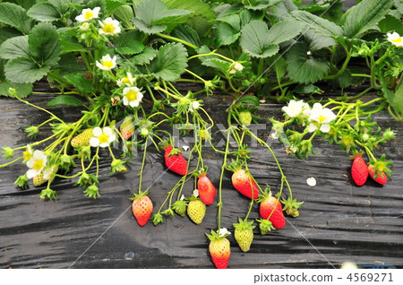 摘草莓 草莓 沼 4569271