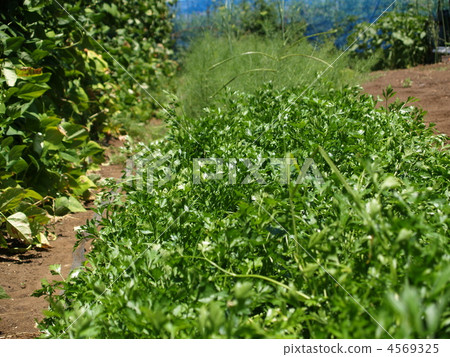 意大利歐芹 4569325