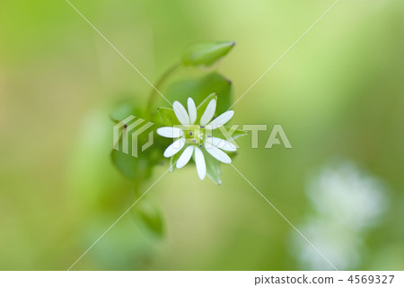 Hakoba (Hakobera) 4569327