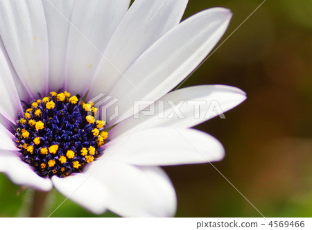 Daisy 4569466