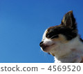 A gaze 4569520