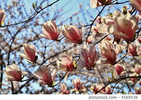 玉蘭花 玉蘭花 4569536