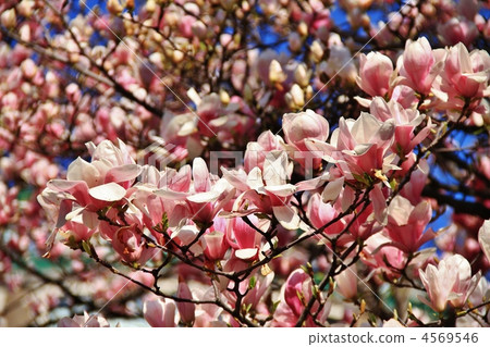 玉蘭花 玉蘭花 4569546