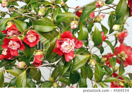 Tsubaki Tsubaki 4569554