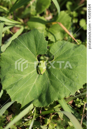 aogaeru, tree frog, frog 4569564