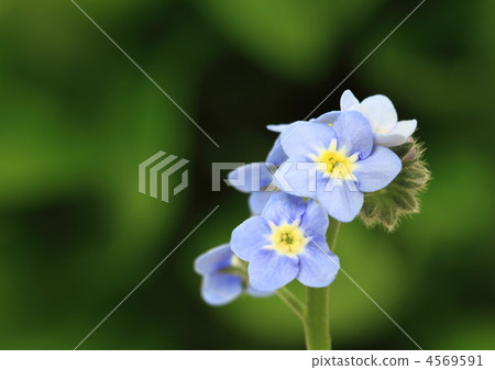 忘了草（Wasenagusa） 4569591