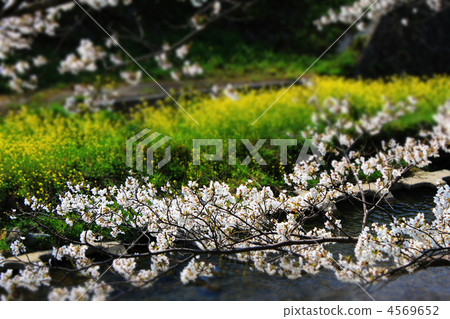 Spring brook Spring brook 4569652