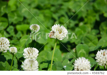 Honey bees collecting honey Honey bees collecting honey 4569762