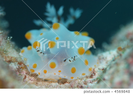 Nuushi Nuushi 4569848