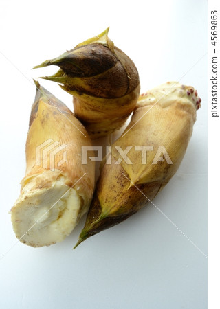 bamboo shoot, bamboo shoots, season 4569863