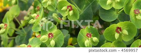 大戟·馬提尼 4569957