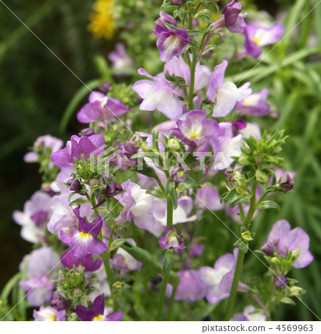 Linaria 4569963