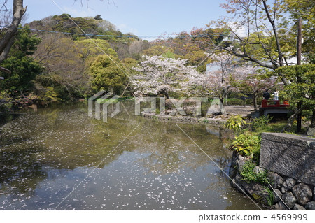 genbei pond, shrine, cherry blossom 4569999