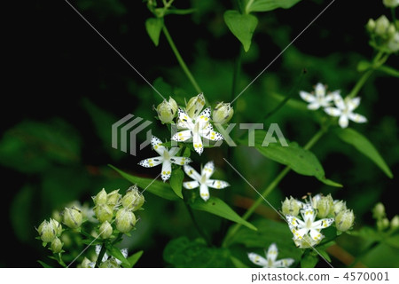 Akebonosou Akebonosou 4570001
