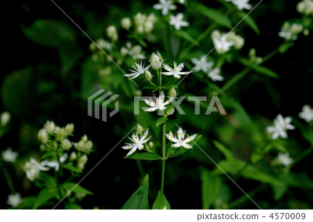 Akebonoso Akebonoso 4570009