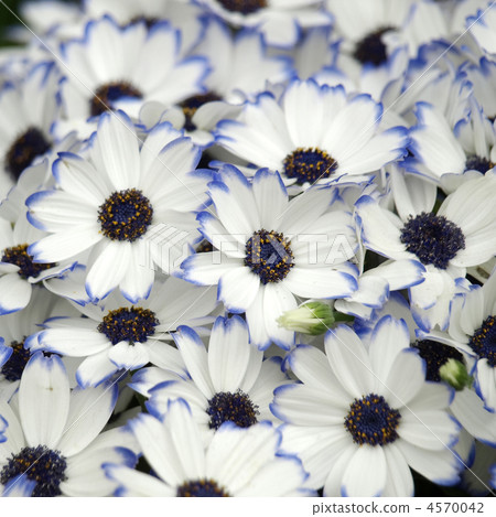 Cineraria Cineraria 4570042