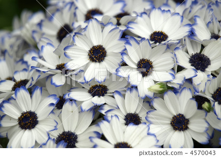 Cineraria 4570043