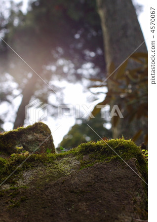 moss, botanic, botanical 4570067