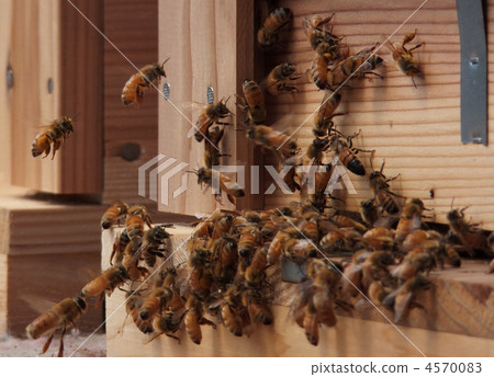 Honeycomb Box 4570083