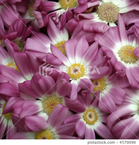 Cineraria Cineraria 4570090