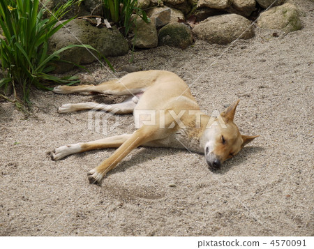凱恩斯·熱帶動物園的野狗 凱恩斯·熱帶動物園的野狗 4570091