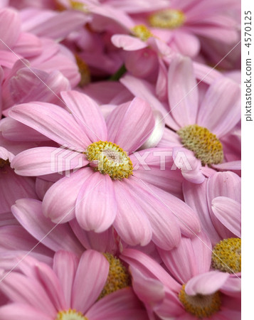 Cineraria Cineraria 4570125