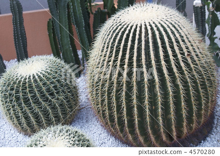 Cactus (Kim) 4570280