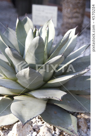 仙人掌(Kichiyo Ten) 仙人掌(Kichiyo Ten) 4570284