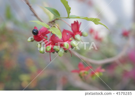 米老鼠樹 4570285