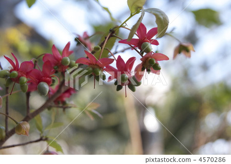 米老鼠樹 4570286