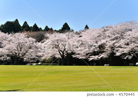 Cherry blossoms in full bloom and green lawn Cherry blossoms in full bloom and green lawn 4570445