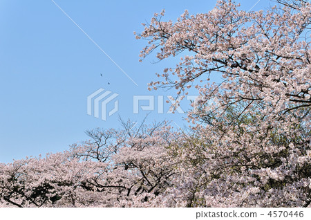 Cherry blossoms in full bloom and blue sky Cherry blossoms in full bloom and blue sky 4570446