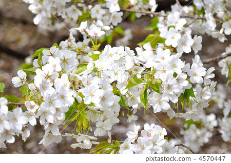 Oshima cherry tree in full bloom 4570447